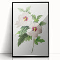 Neoclassical Art Prints: Hibiscus Elegance - Pierre Redouté Classic