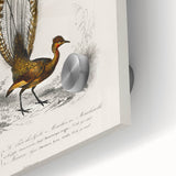 Romanticism Art: Ornate Bird Illustration - Historical Canvas Print