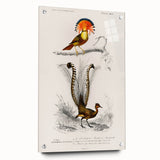 Romanticism Art: Ornate Bird Illustration - Historical Canvas Print
