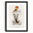 Romanticism Art: Ornate Bird Illustration - Historical Canvas Print