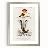 Romanticism Art: Ornate Bird Illustration - Historical Canvas Print
