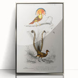Romanticism Art: Ornate Bird Illustration - Historical Canvas Print
