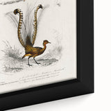 Romanticism Art: Ornate Bird Illustration - Historical Canvas Print