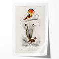 Romanticism Art: Ornate Bird Illustration - Historical Canvas Print