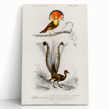 Romanticism Art: Ornate Bird Illustration - Historical Canvas Print