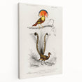 Romanticism Art: Ornate Bird Illustration - Historical Canvas Print