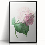 Neoclassical Art Print of Hydrangea by Redouté - Botanical Floral Decor