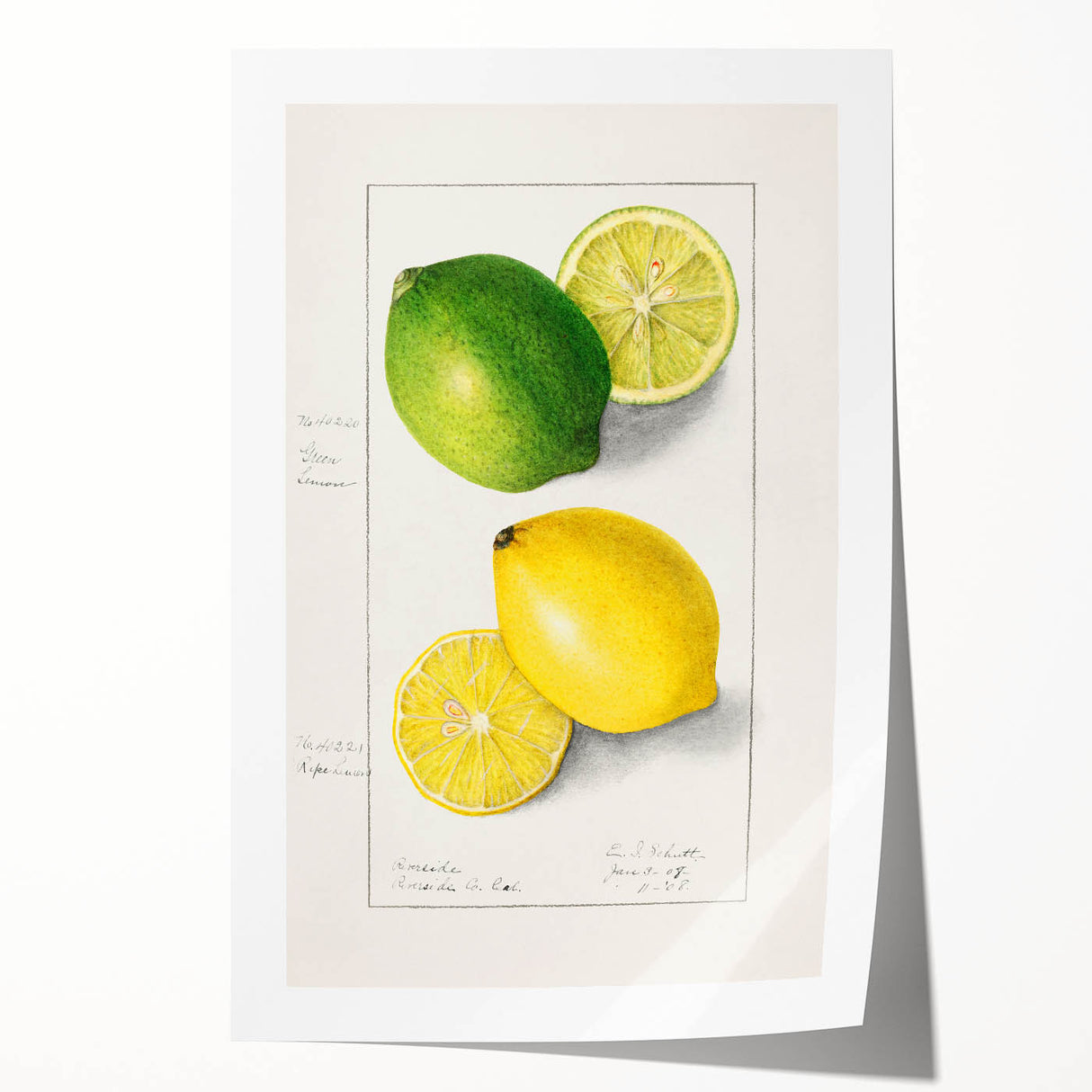 Rolled canvas print featuring a variety of vibrant, colorful fruits, ideal for art wall dining room decor.