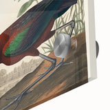 Glossy Ibis Romantic Art - Birds of America Canvas by Audubon