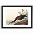 Glossy Ibis Romantic Art - Birds of America Canvas by Audubon