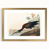 Glossy Ibis Romantic Art - Birds of America Canvas by Audubon