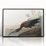 Glossy Ibis Romantic Art - Birds of America Canvas by Audubon