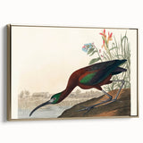 Glossy Ibis Romantic Art - Birds of America Canvas by Audubon