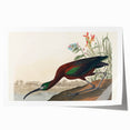 Glossy Ibis Romantic Art - Birds of America Canvas by Audubon