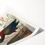 Glossy Ibis Romantic Art - Birds of America Canvas by Audubon