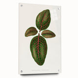 Romantic Art Print: Green Nerve Plant Leaf - Botanical Masterpiece