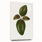 Romantic Art Print: Green Nerve Plant Leaf - Botanical Masterpiece