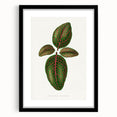 Romantic Art Print: Green Nerve Plant Leaf - Botanical Masterpiece