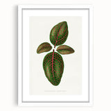 Romantic Art Print: Green Nerve Plant Leaf - Botanical Masterpiece