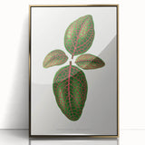 Romantic Art Print: Green Nerve Plant Leaf - Botanical Masterpiece