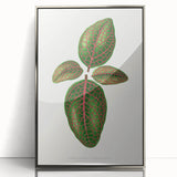 Romantic Art Print: Green Nerve Plant Leaf - Botanical Masterpiece
