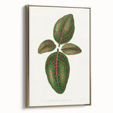 Romantic Art Print: Green Nerve Plant Leaf - Botanical Masterpiece