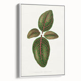 Romantic Art Print: Green Nerve Plant Leaf - Botanical Masterpiece
