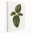 Romantic Art Print: Green Nerve Plant Leaf - Botanical Masterpiece