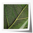Extra large glossy photo print of close-up green leaves, suitable as art wall dining room or classy bathroom wall art.