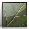 Large abstract wall art featuring close-up leaves in muted green tones, framed in black acrylic.