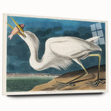 Great White Heron - Romantic Wildlife Art Canvas by Audubon