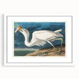Great White Heron - Romantic Wildlife Art Canvas by Audubon