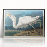Great White Heron - Romantic Wildlife Art Canvas by Audubon