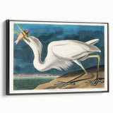 Great White Heron - Romantic Wildlife Art Canvas by Audubon