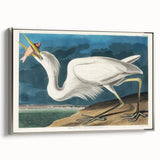 Great White Heron - Romantic Wildlife Art Canvas by Audubon