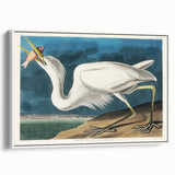 Great White Heron - Romantic Wildlife Art Canvas by Audubon