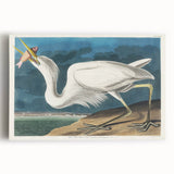 Great White Heron - Romantic Wildlife Art Canvas by Audubon