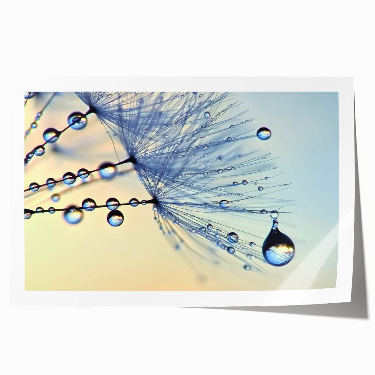 Close-up floral art on rolled print featuring detailed water droplets on vibrant petals, ideal for art wall dining room.