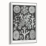 Modern Wall Art - Intricate Black-and-White Botanical Lichen Design
