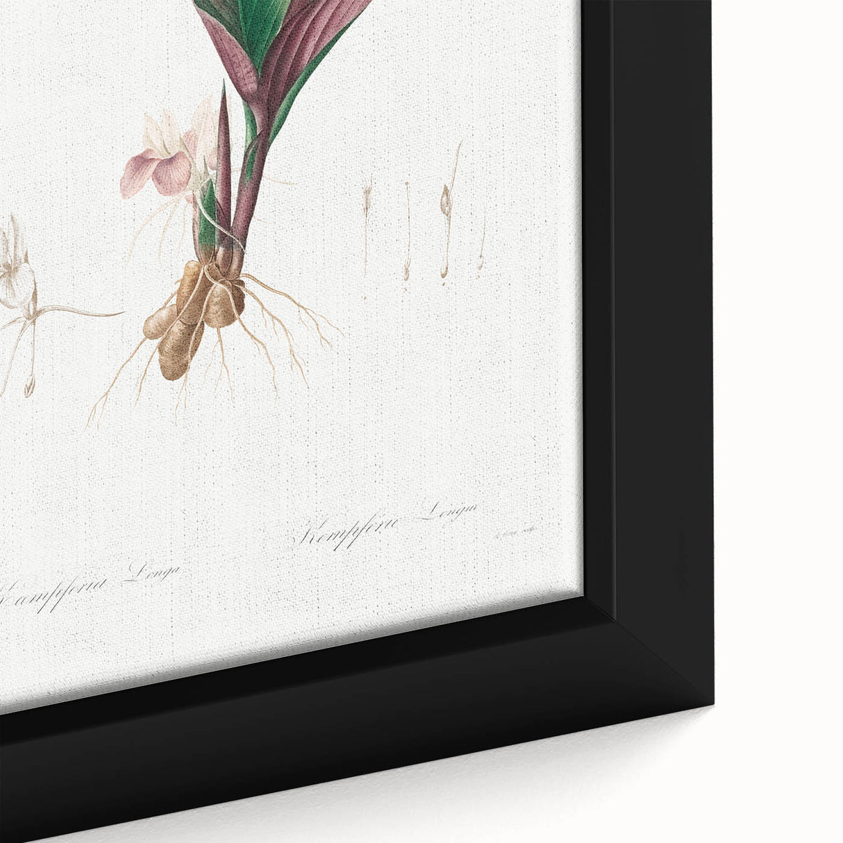 Neoclassical Botanical Print: Kaempferia Longa by Redouté - Elegant Decor