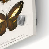 Romanticism Art: Butterfly Illustrations on Historical Canvas Print