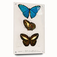 Romanticism Art: Butterfly Illustrations on Historical Canvas Print