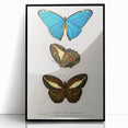 Romanticism Art: Butterfly Illustrations on Historical Canvas Print