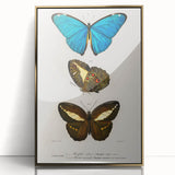 Romanticism Art: Butterfly Illustrations on Historical Canvas Print