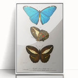 Romanticism Art: Butterfly Illustrations on Historical Canvas Print
