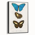 Romanticism Art: Butterfly Illustrations on Historical Canvas Print