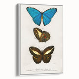 Romanticism Art: Butterfly Illustrations on Historical Canvas Print