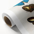 Romanticism Art: Butterfly Illustrations on Historical Canvas Print