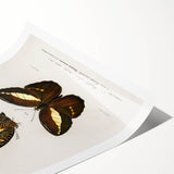 Romanticism Art: Butterfly Illustrations on Historical Canvas Print