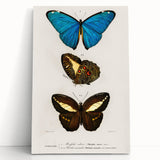 Romanticism Art: Butterfly Illustrations on Historical Canvas Print